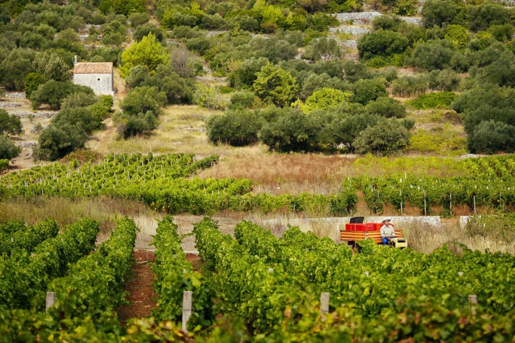 Vineyards and olive groves along a Mediterranean cycling route